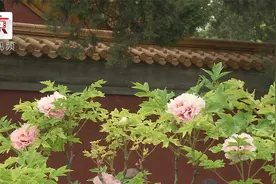 景山公园的牡丹开了！古建配繁花美如名画视频封面