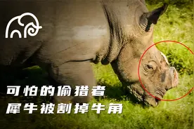 犀牛被偷猎者割掉了牛角，400头犀牛被残杀背后原因令人不可思议视频封面