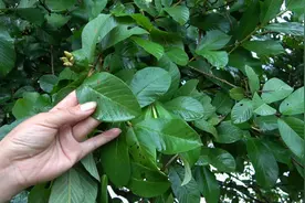 农村这土方对鸡拉肚子、脚软，这叶子熬水喂特管用，赶快认识下吧