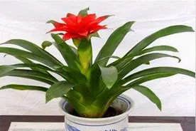 如何养好鸿运当头？记住“窍门”，花繁叶茂，开花红红艳艳视频封面