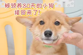 被领养80天的小狗接回来了，小狗只记得狗妈妈视频封面