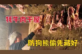 虫草季易遭狗熊偷袭，牧区姑娘藏好家里口粮，满屋牛肉干挪挪地方视频封面