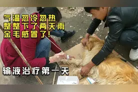 金毛感冒引起了肺热流鼻涕可难受小开带着它来输液时乖的像个孩子
