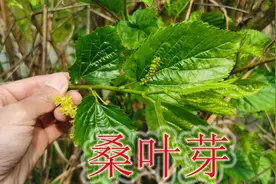 春天里的桑叶芽是个宝，长在树上的山野菜，根也是养猪人的秘密视频封面