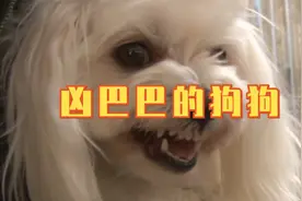 狗狗对谁都凶巴巴的，唯独对女主人，充满爱！视频封面