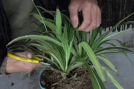 给吊兰来个剃头，再用20粒“它”，长得更茂盛视频封面