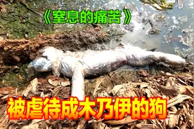 可怜的狗狗被胶带缠住了全身，窒息的痛苦，让它喘气都很艰难视频封面