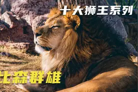 十大狮王排行榜之萨比森群雄争霸，坏男孩联盟全部上榜，狮王影视