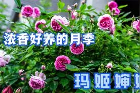 几乎谁都能养好的月季，浓香又爱爆花，抗性好颜值高就是玛姬婶婶视频封面