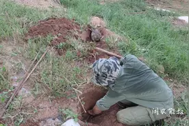 都说狡兔三窟，能叔亲自开挖一个天然兔子洞来验证！