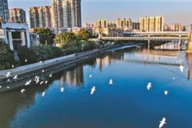 广州治水出新规！倒垃圾入江河，最高罚20万元｜DV现场视频封面