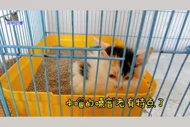 小流浪猫在猫笼里隔离，瘦小的样子让人心疼，烟熏嗓音太有特点了