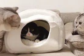 一个窝，四只猫，猫咪们都在旁边排着号，等着进去试睡视频封面