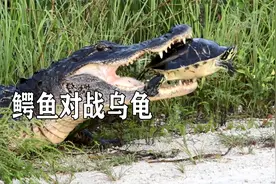 鳄鱼捕获一只乌龟，张开大口却咬不动，乌龟壳有多硬？视频封面