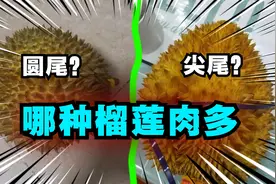 有人在网上说榴莲圆尾的比尖尾的肉更多，你相信吗？视频封面