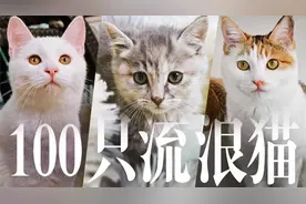 挑战一次性给100只流浪猫拍证件照 ！@猫咪消防员