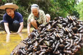 拇指大的山坑螺，不到一小时捡10斤，爆炒煲汤味道一绝