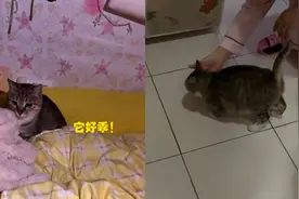 上海某寝室床上惊现小猫，女孩检查后发现意外惊喜！视频封面