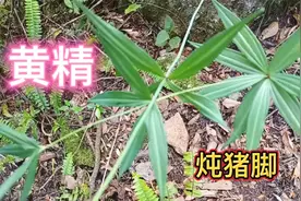 都知道黄精对身体好，但是要怎么吃才更有营养呢？看完又涨知识了视频封面