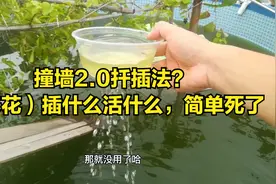 撞墙2.0扦插法？（养花）插什么活什么，简单死了视频封面