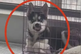 二哈：你把我关起来经过我同意了吗？你问过我门前这两颗牙了吗？
