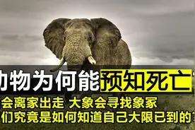 猫狗快要死的时候，会偷偷离家出走，为何动物能够“预知”死亡？视频封面