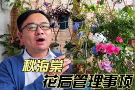 秋海棠开完花，做好4件事，很快再开下茬花视频封面