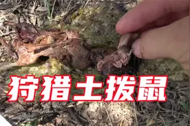 狩猎巨型土拨鼠，吃烤全鼠，味道简直太美味了美滋滋啊美滋滋