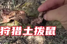 狩猎巨型土拨鼠，吃烤全鼠，味道简直太美味了美滋滋啊美滋滋视频封面