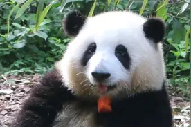 成都大调研  顶流“花花”带火熊猫IP，成都如何打好文旅“王炸视频封面