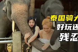 纪录片：泰国旅行骑大象，好玩的背后有多残忍？视频封面