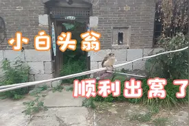 夏天家里竹林里筑巢孵化的小白头翁出窝了视频封面