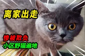 废墟捡到的小猫不慎走丢，发动全部力量满区搜寻，男主人当场泪崩视频封面