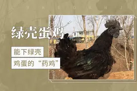 绿壳蛋鸡——能下绿壳鸡蛋的“药鸡”视频封面