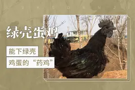绿壳蛋鸡——能下绿壳鸡蛋的“药鸡”视频封面