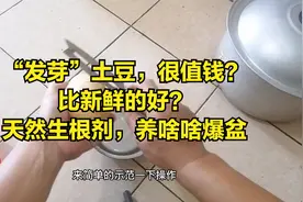 “发芽”土豆，不能丢？“天然”生根剂，养啥啥爆盆视频封面