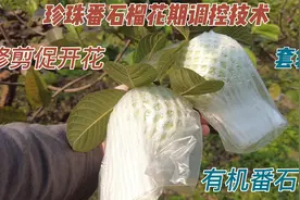 番石榴4月初修剪，调控花期，9-11月份（中秋国庆）就可以采摘了视频封面