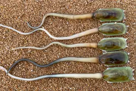 大齐赶海，发现三个洞眼的才是海豆芽，回家一院子都是小狗狗