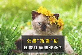公猫“拆蛋”后还能让母猫怀孕吗？新手必看视频封面