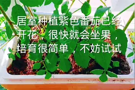 居室种植紫色番茄已经开花，很快就会坐果，培育很简单，不妨试试视频封面