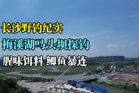 长沙野钓＆网红钓点龙王港 夏季高温香饵不一定是最佳选择视频封面