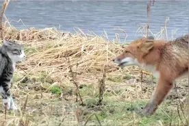 猫和狐狸的对决，猫能战胜狐狸吗？视频封面
