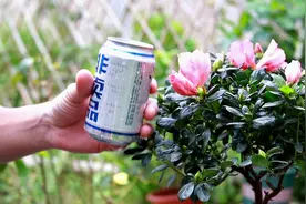啤酒加上“一物”喂给杜鹃花，根系健壮，开花多视频封面