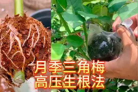 教你月季高压生根法，这样繁殖生根快、成活率高、告别黑杆！视频封面