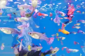 鱼粮没了？别急！告诉你一种有营养鱼爱吃5毛钱喂30天的自制鱼食视频封面