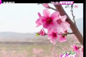 看桃花，你一定要来长清马山，这里的粉红花海美翻了！视频封面