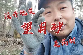 东北采山挖药材，路遇山兔子粪，这也是药材不开玩笑，黑龙江伊春视频封面