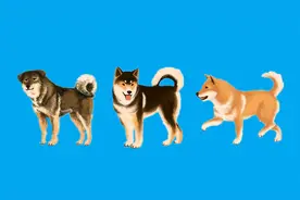 中华田园犬的三个品系