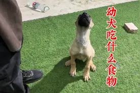 幼犬吃什么食物？该如何喂养你知道吗？训犬师分析其中门道视频封面