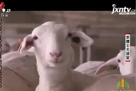 养殖肉羊可采用立体养殖模式，分上下两层，便于机械化管理视频封面